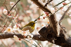 春が来たと聞いて、やってきました