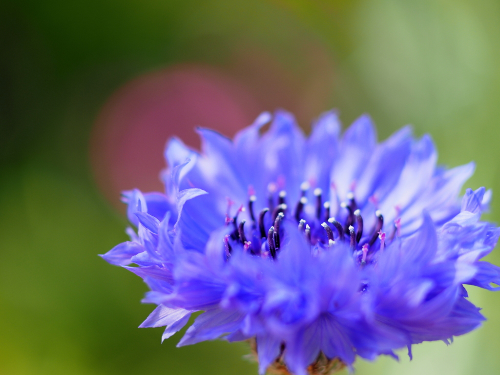 Flowers by Makro T*