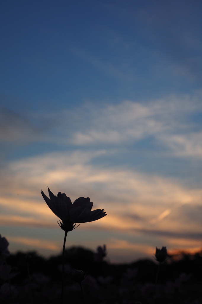 秋桜１１