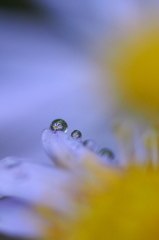 花×水玉×花