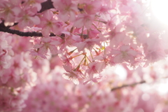 近所の河津桜④