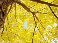 Place in the morning sun.