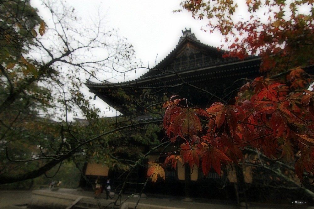 雨とお寺と紅葉