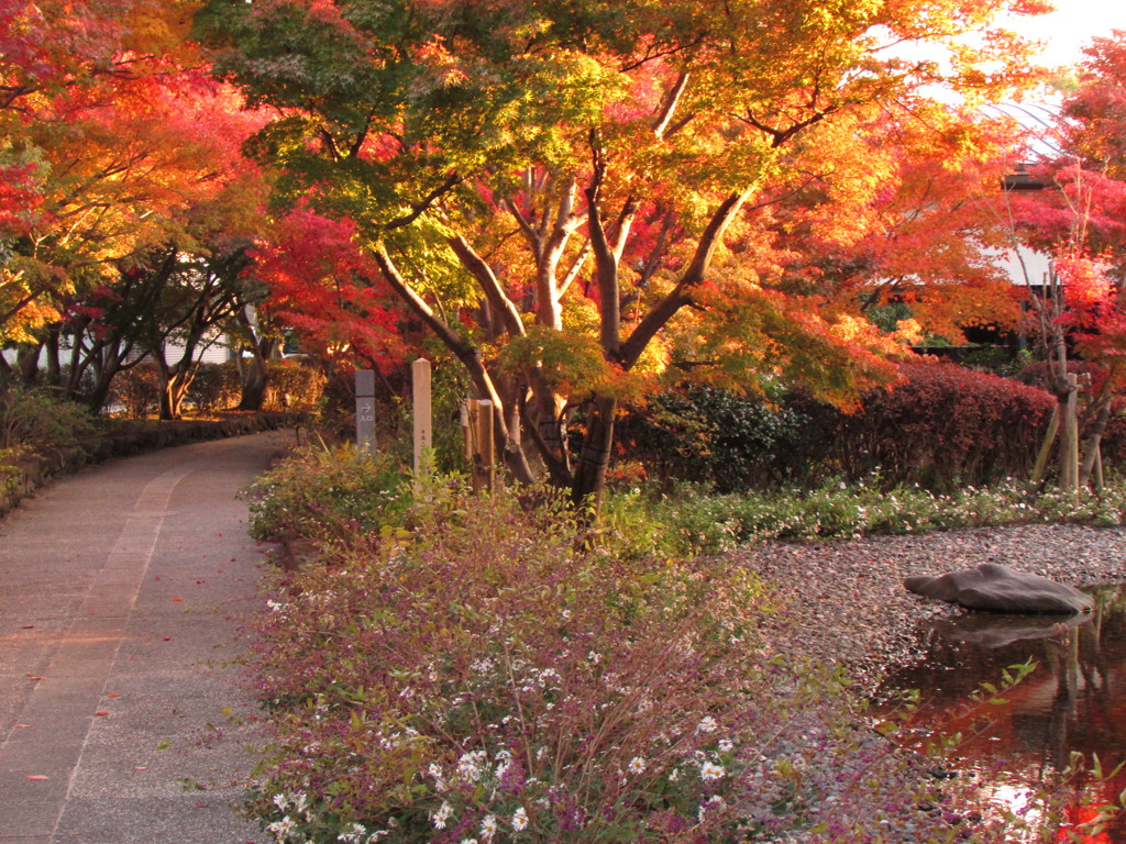 紅葉の道