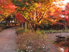 紅葉の道