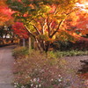 紅葉の道
