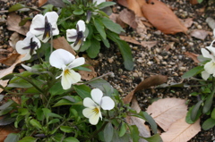 小さな花