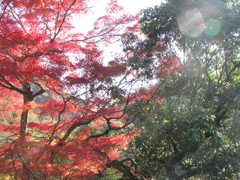 箕面公園