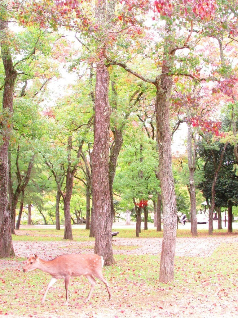 奈良公園