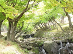 奈良公園「