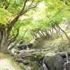 奈良公園「
