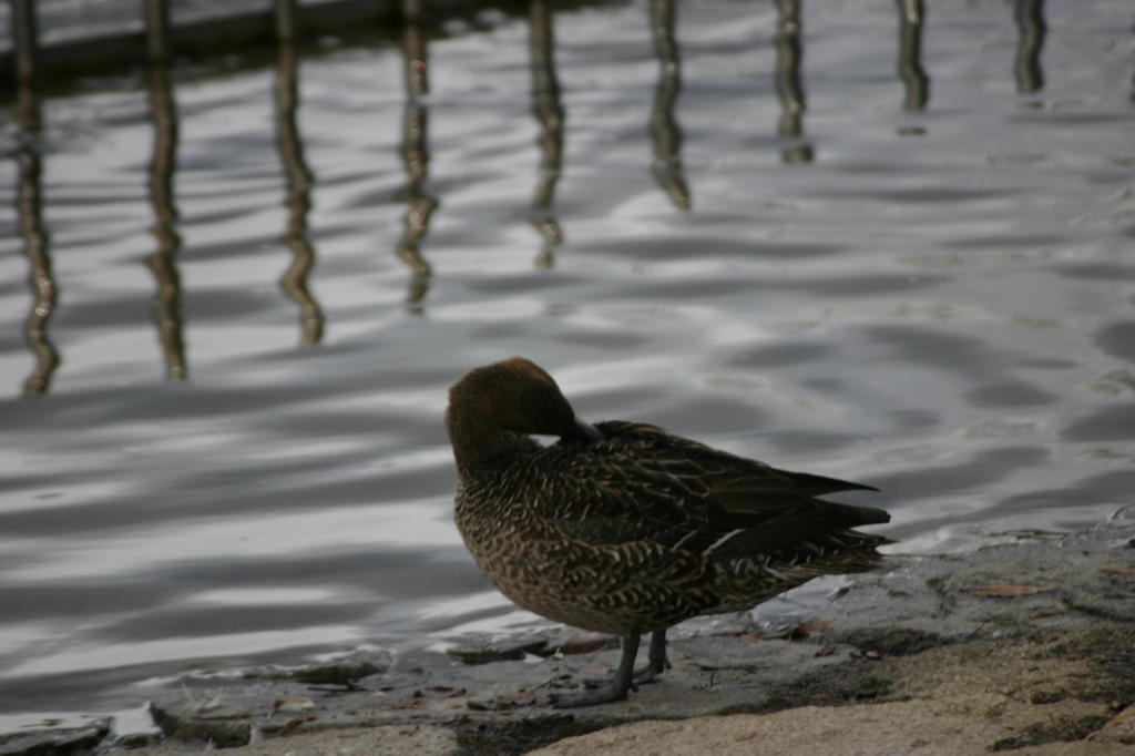 水辺の鳥