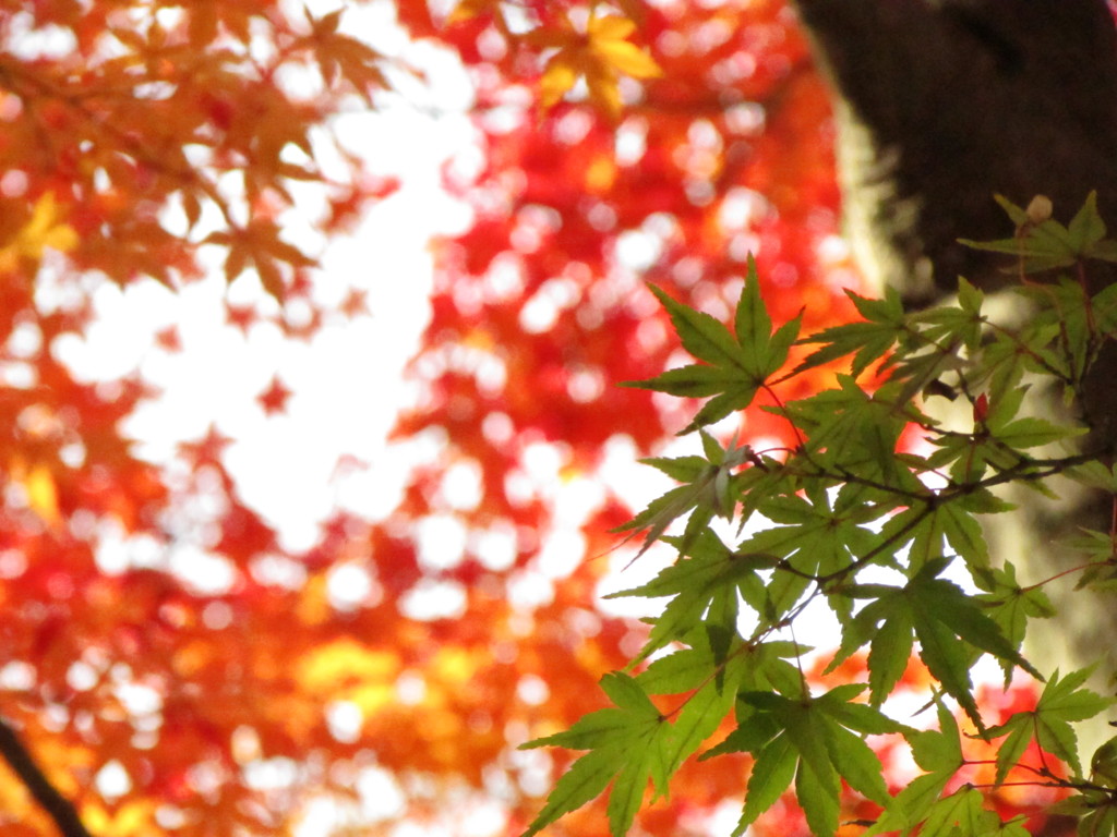 三色の紅葉