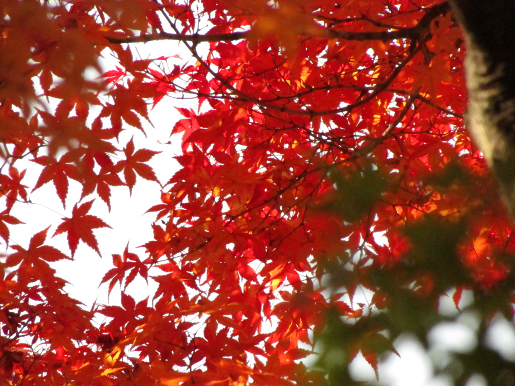 紅葉の時