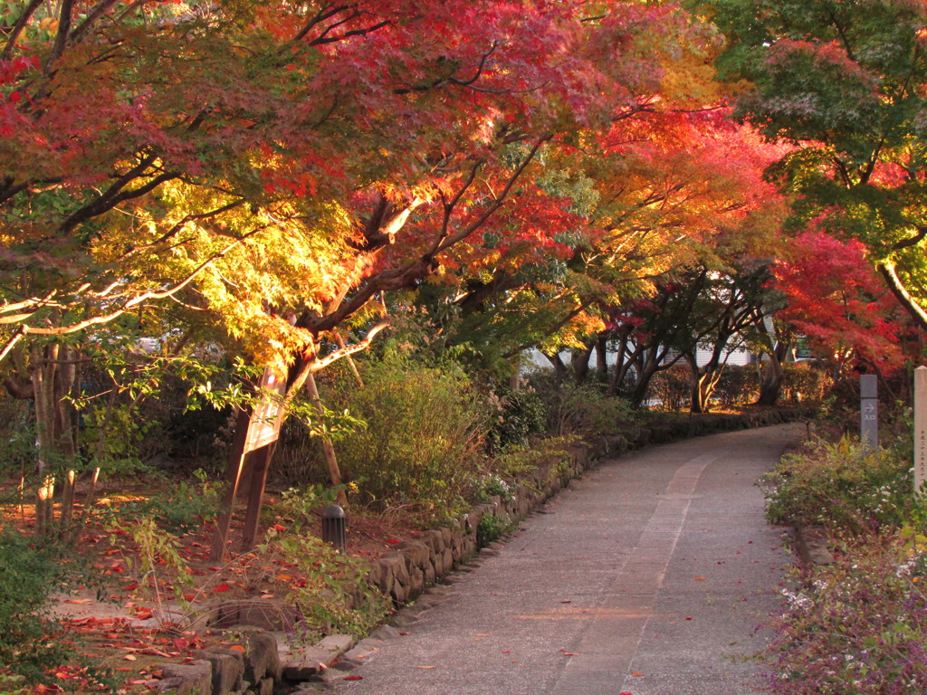 紅葉の道