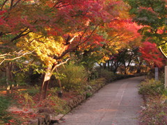 紅葉の道