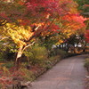 紅葉の道