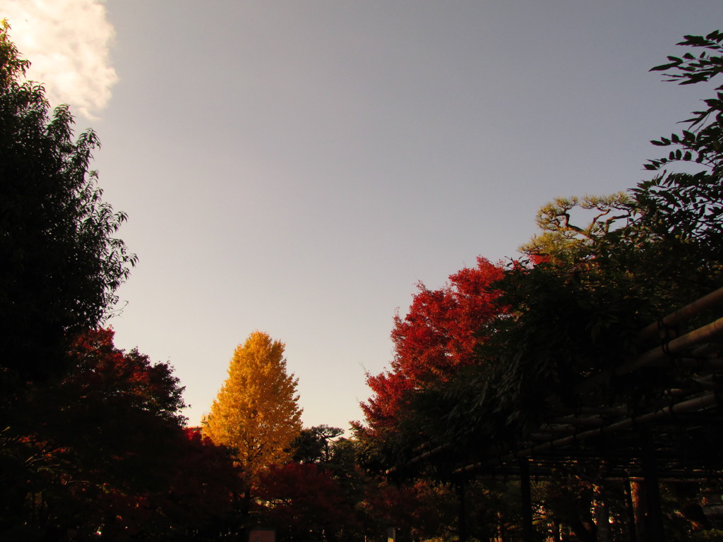 イチョウと紅葉