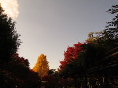イチョウと紅葉
