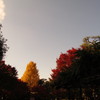 イチョウと紅葉