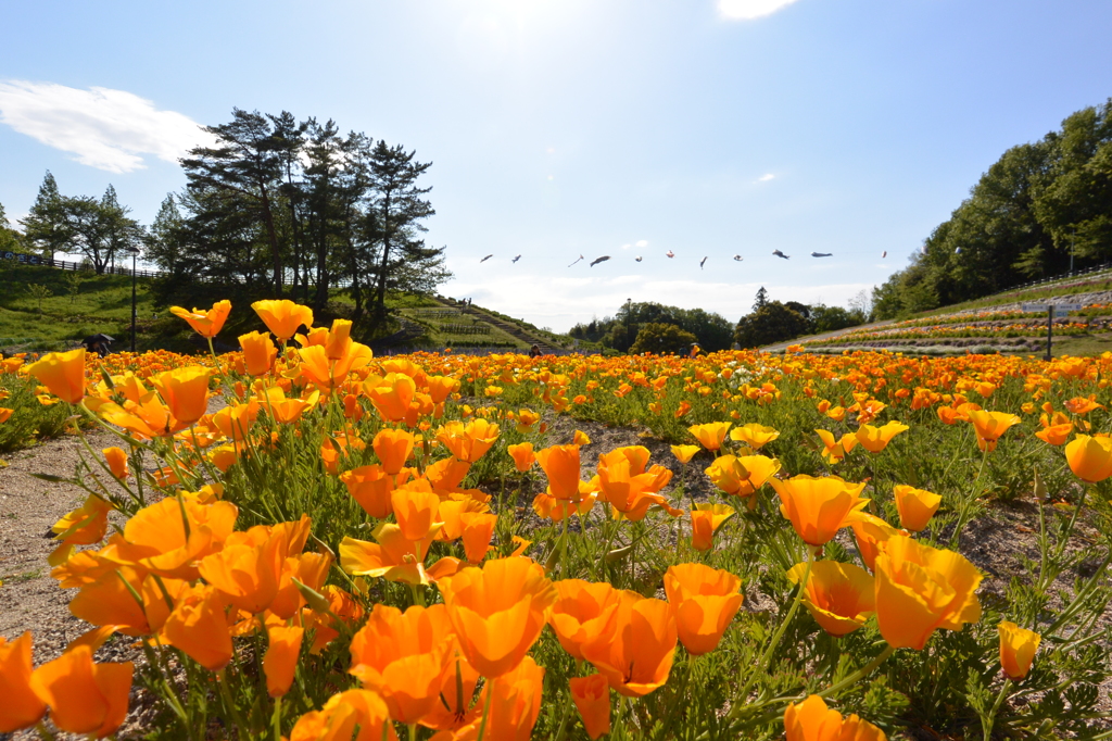 鞍が池公園