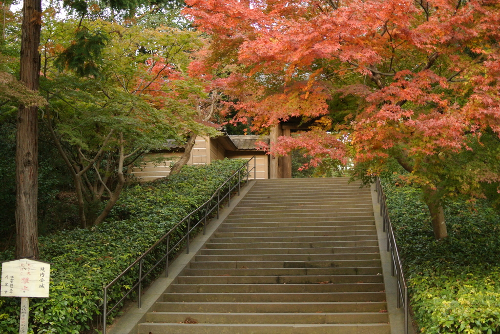 七分の紅と寺への階段