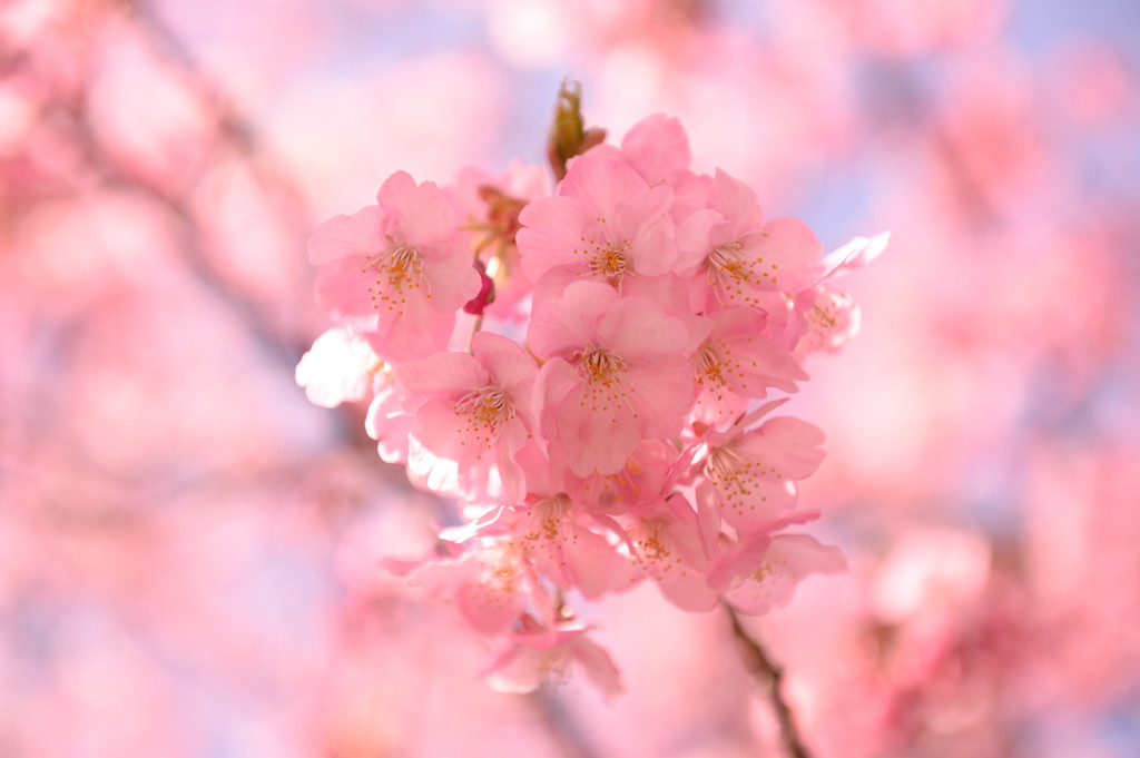 桜色に咲く