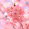 桜色に咲く