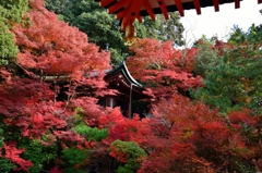 京都　毘沙門堂