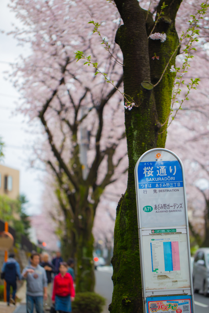 桜通り05