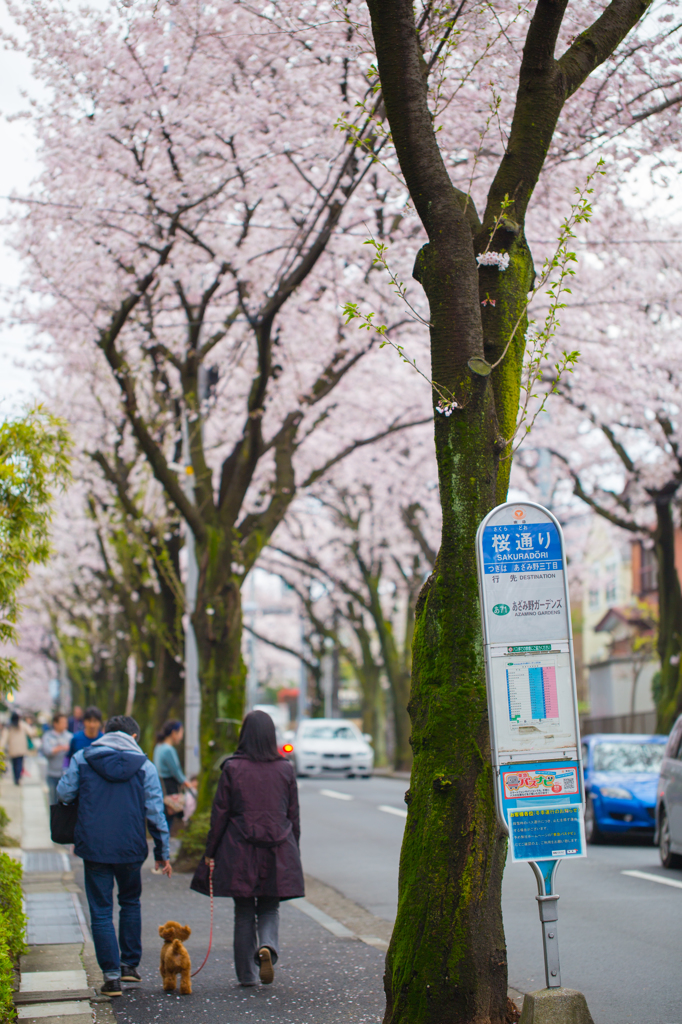 桜通り04