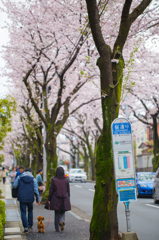 桜通り04