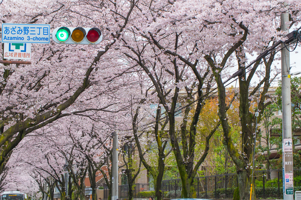 桜通り01