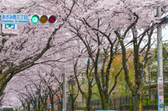 桜通り01
