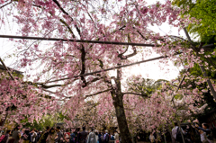 しだれ桜