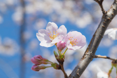 桜通り5