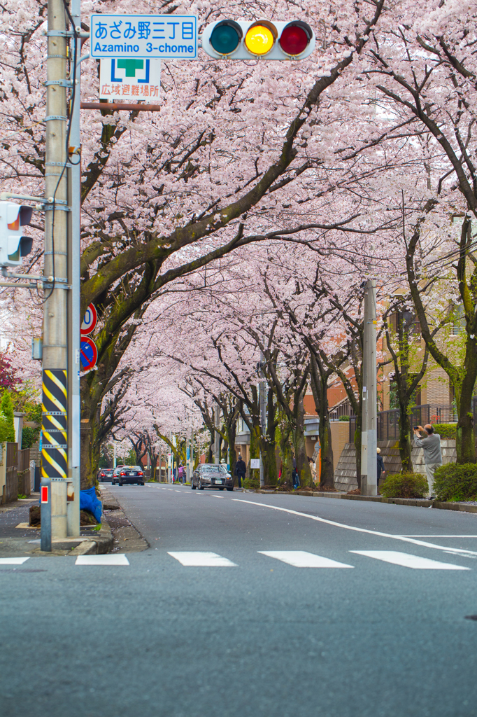 桜通り07