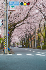 桜通り07