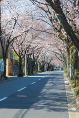 桜通り2