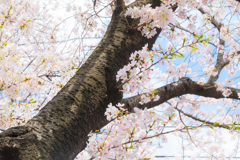 桜通り3