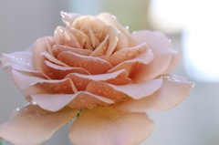 庭の薔薇 01