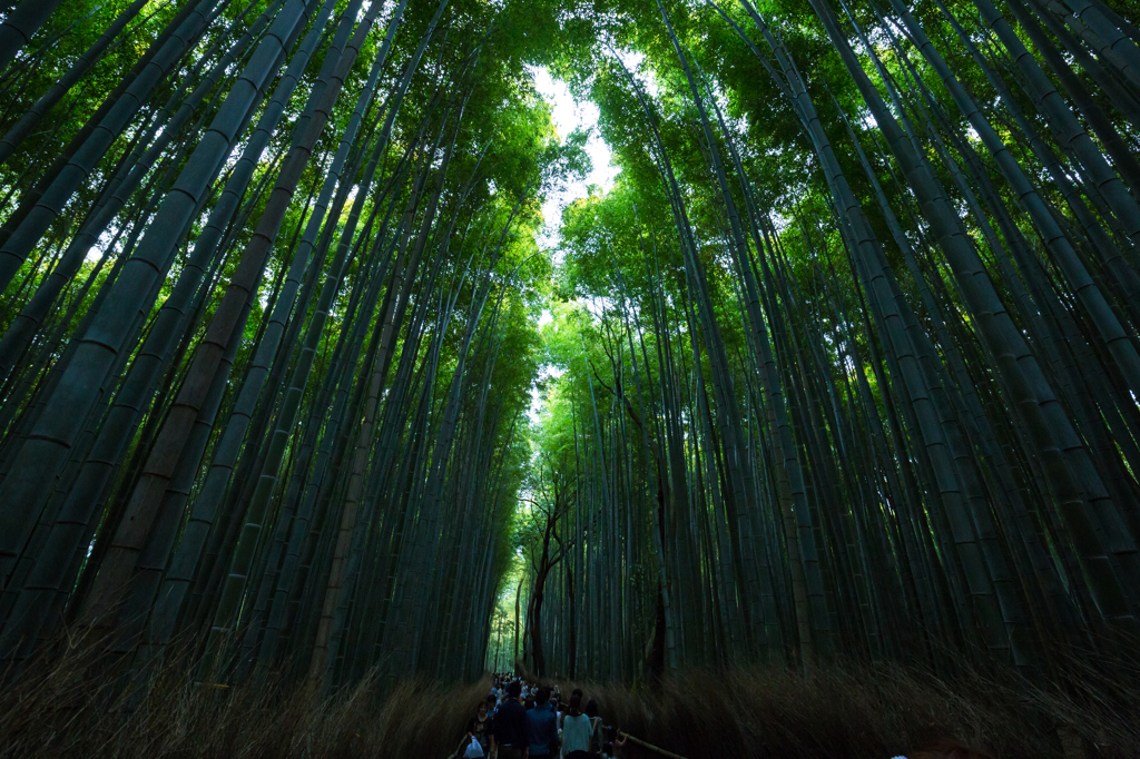 嵐山02 竹林之道