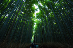 嵐山02 竹林之道