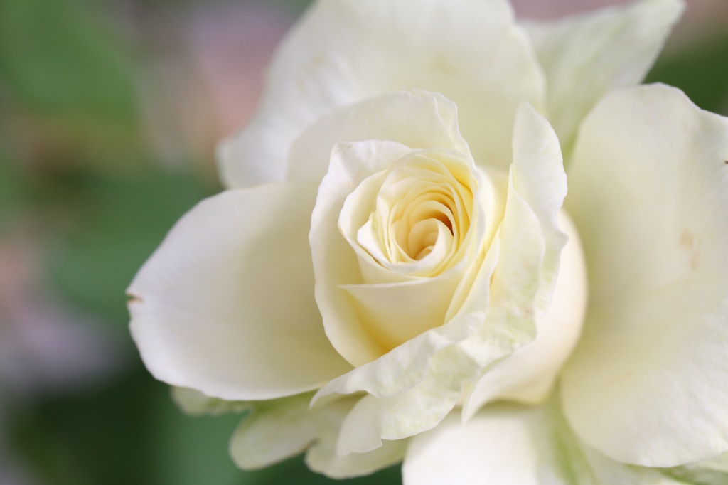 庭の薔薇 03