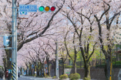 桜通り1