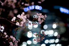 毛利庭園3
