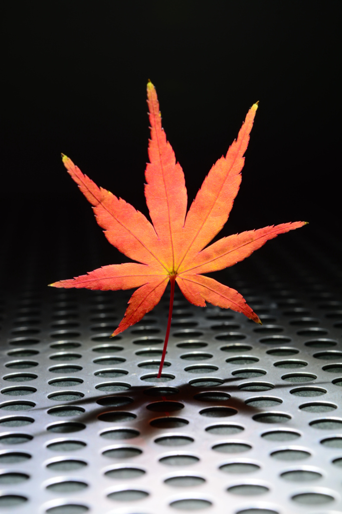 紅葉