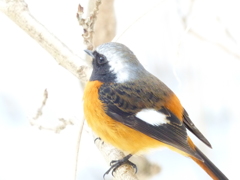 鳥