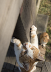にゃおす
