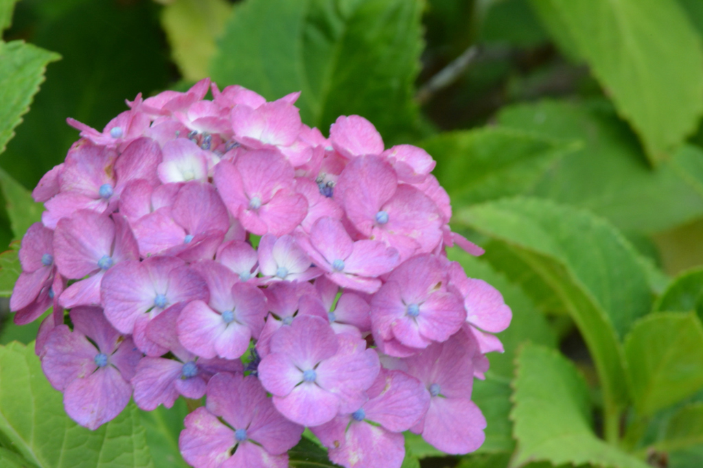 紫陽花